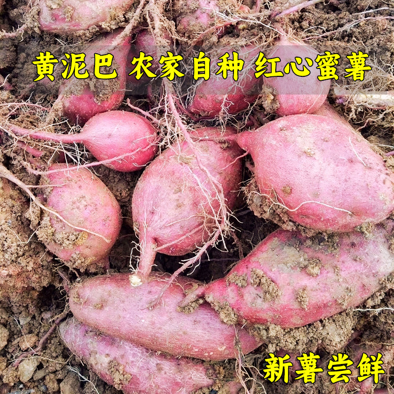 四川老品种红心蜜薯新鲜红苕烟薯