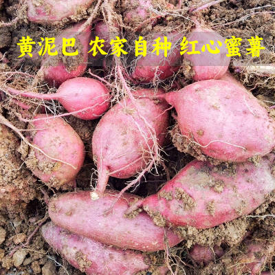 农家自种黄泥巴四川红心蜜薯