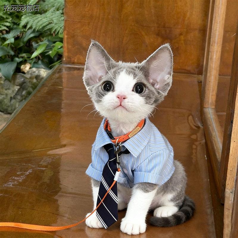 √德文卷毛猫衣服配饰春夏季天新款公猫咪帅气外出服薄衬衫领带拍