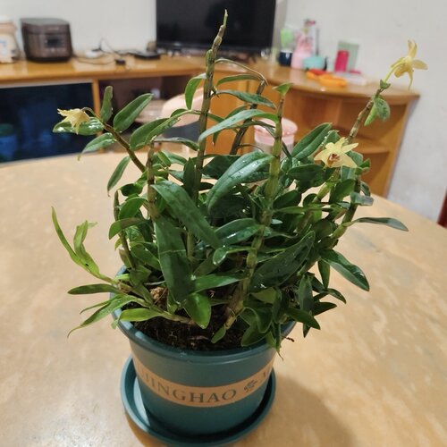 正宗铁皮石斛盆栽可食用