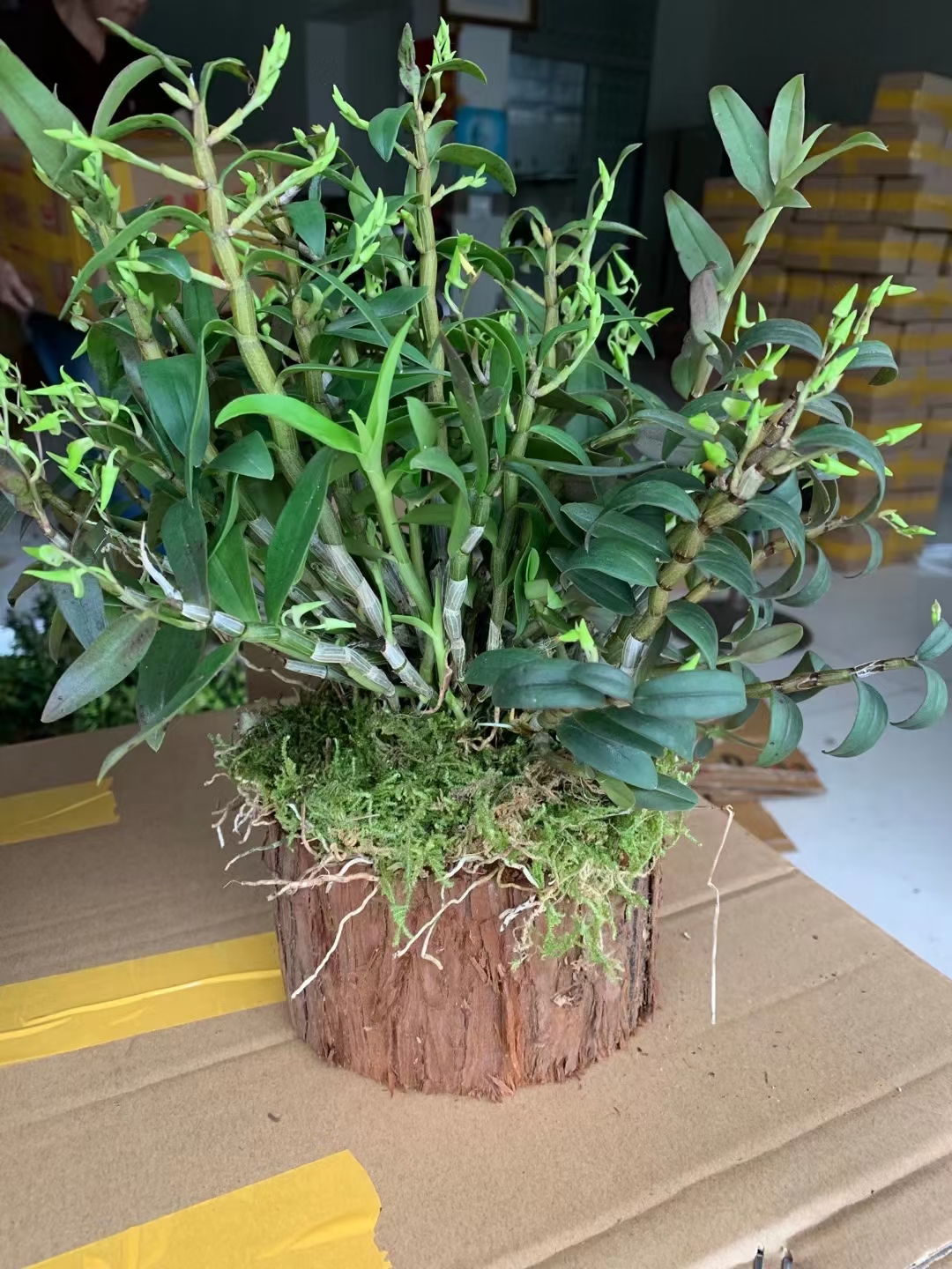 铁皮石斛铁皮石斛易养易活