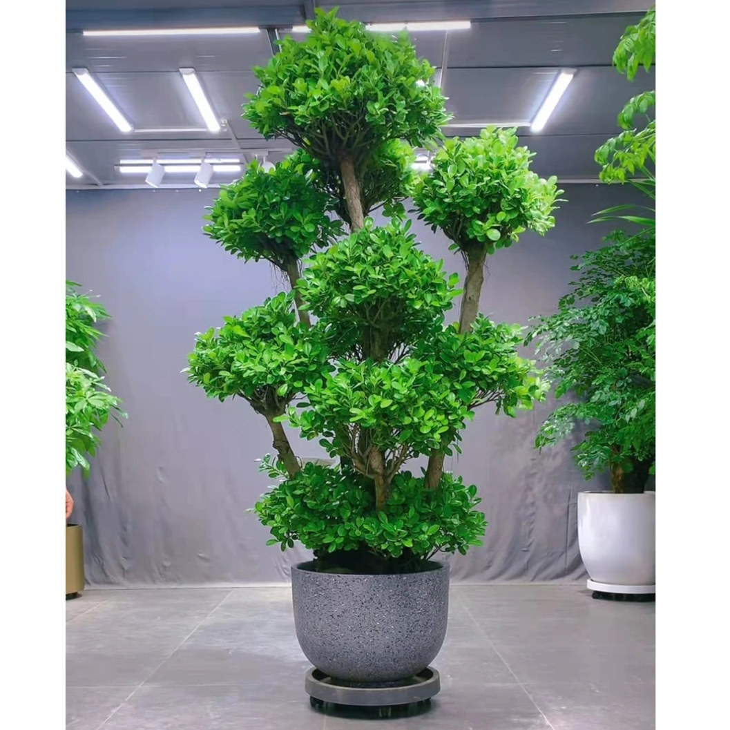摇钱树金钱榕树盆景开业乔迁风水财运绿植室内阳台喜湿润一物一拍