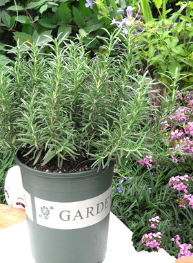 绿植盆栽迷迭香驱蚊草西餐料理种植净化空气香草桌面阳台rosemary