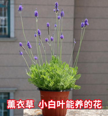 薰衣草盆栽 成品 羽叶薰衣草 香草植物 花卉苗 如图大盆 四季开花