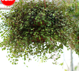 庭院 吸甲醛 办公室 千叶吊兰 净化空气 室内绿色植物盆栽 千叶兰