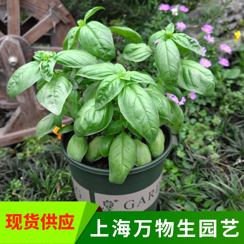 盆栽香草植物可以吃的芳香料理