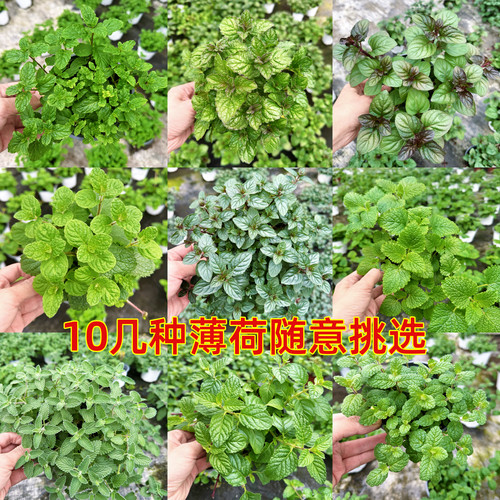 可食用驱蚊水培薄荷盆栽室内