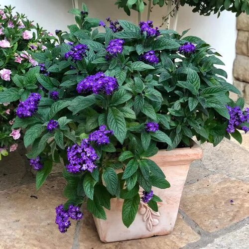 香水草盆栽 芳香四季驱蚊花卉大苗室内庭院阳台植物 蓝香草洋茉莉