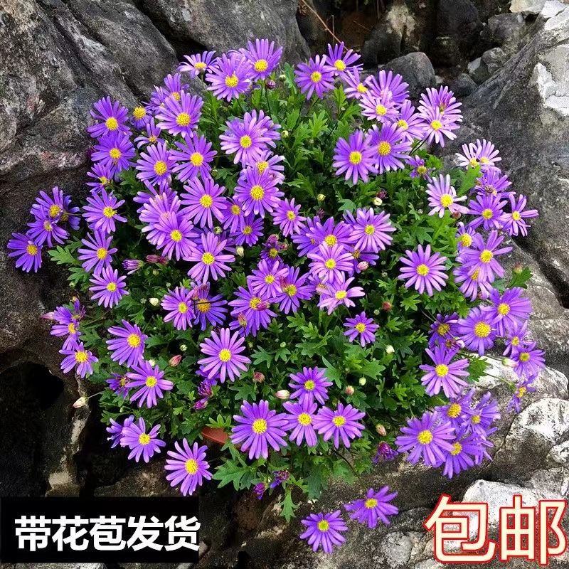 姬小菊盆栽耐寒四季开花多年生草本带花苞发货阳台花卉大盆成品