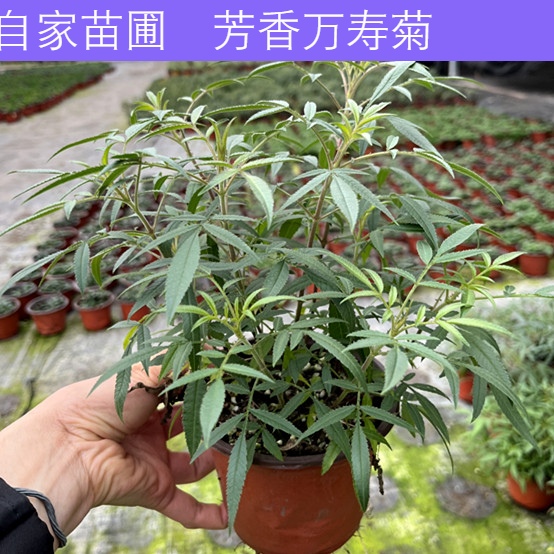 芳香万寿菊驱蚊盆栽驱虫糖果味道