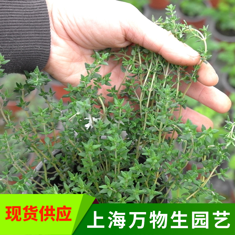 英国柠檬百里香花卉植物盆栽阳台庭院麝香草烘焙食用香草香料蔬菜