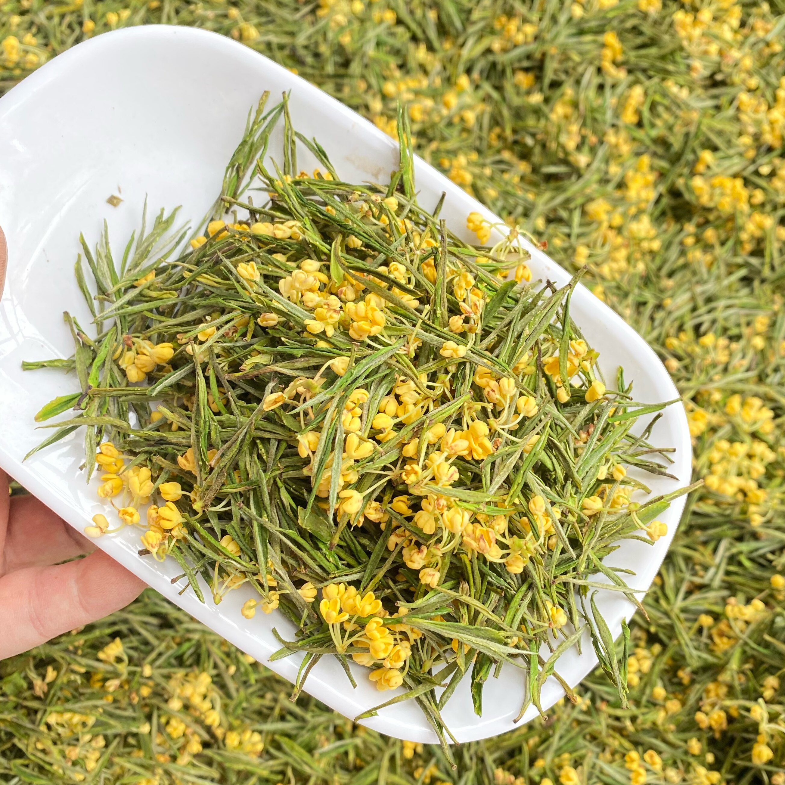 白茶桂花白茶手工制作花茶