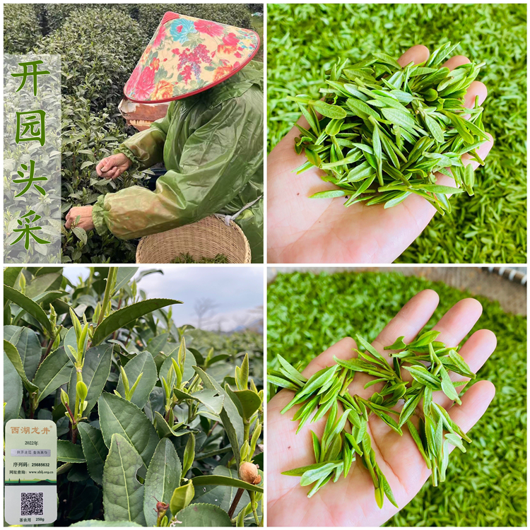 预售2024年新茶 杭州正宗西湖龙井开园头采龙井43号茶农直销250克