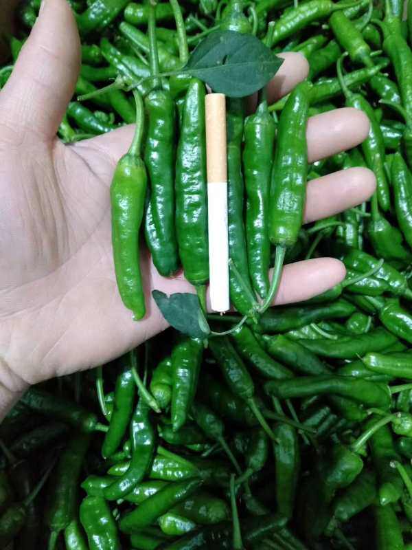 正宗樟树小青椒湖南岳阳特产现摘现发新鲜辣椒青辣椒1/2//3/5斤装
