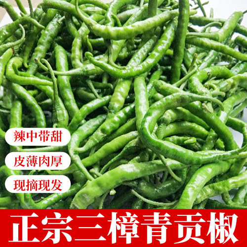 衡东青黄原产地直供采摘鲜辣椒