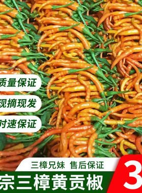 衡东三樟黄贡椒原产地直供辣子现摘现发3斤新鲜湖南特产黄辣椒