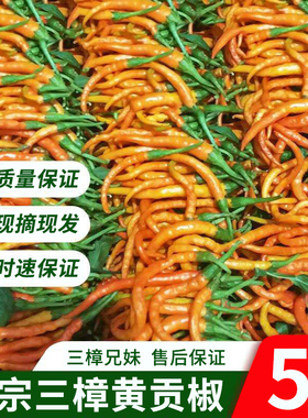湖南衡东三樟鲜辣椒黄贡椒原产地直供新鲜黄辣子现摘现发5斤包邮