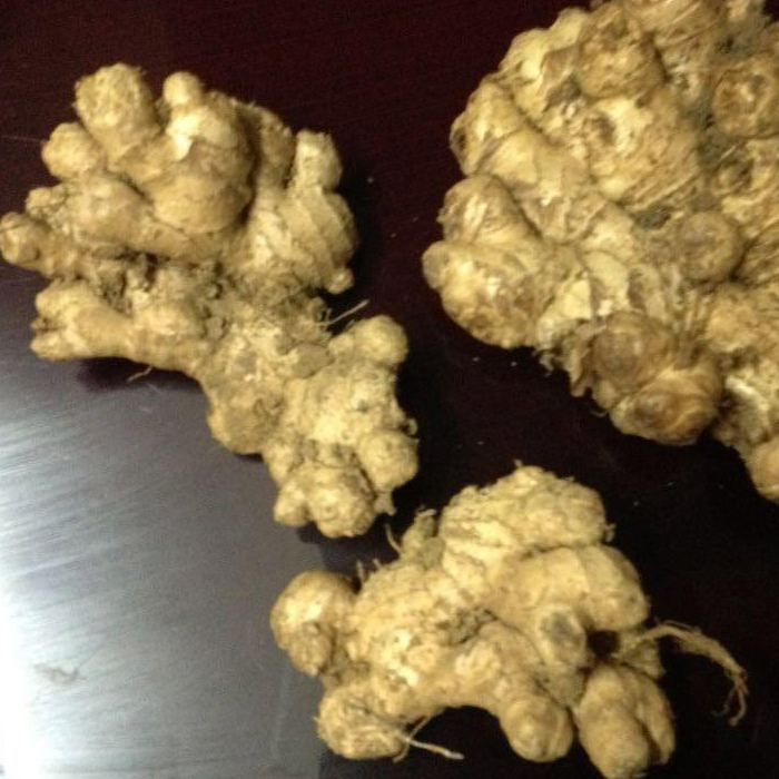 贵州深山巴结小黄姜老姜