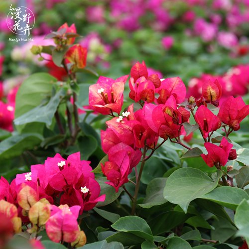 漫野花卉|三角梅画报扦插苗花开百变庭院开花植物喜阳 - 封面