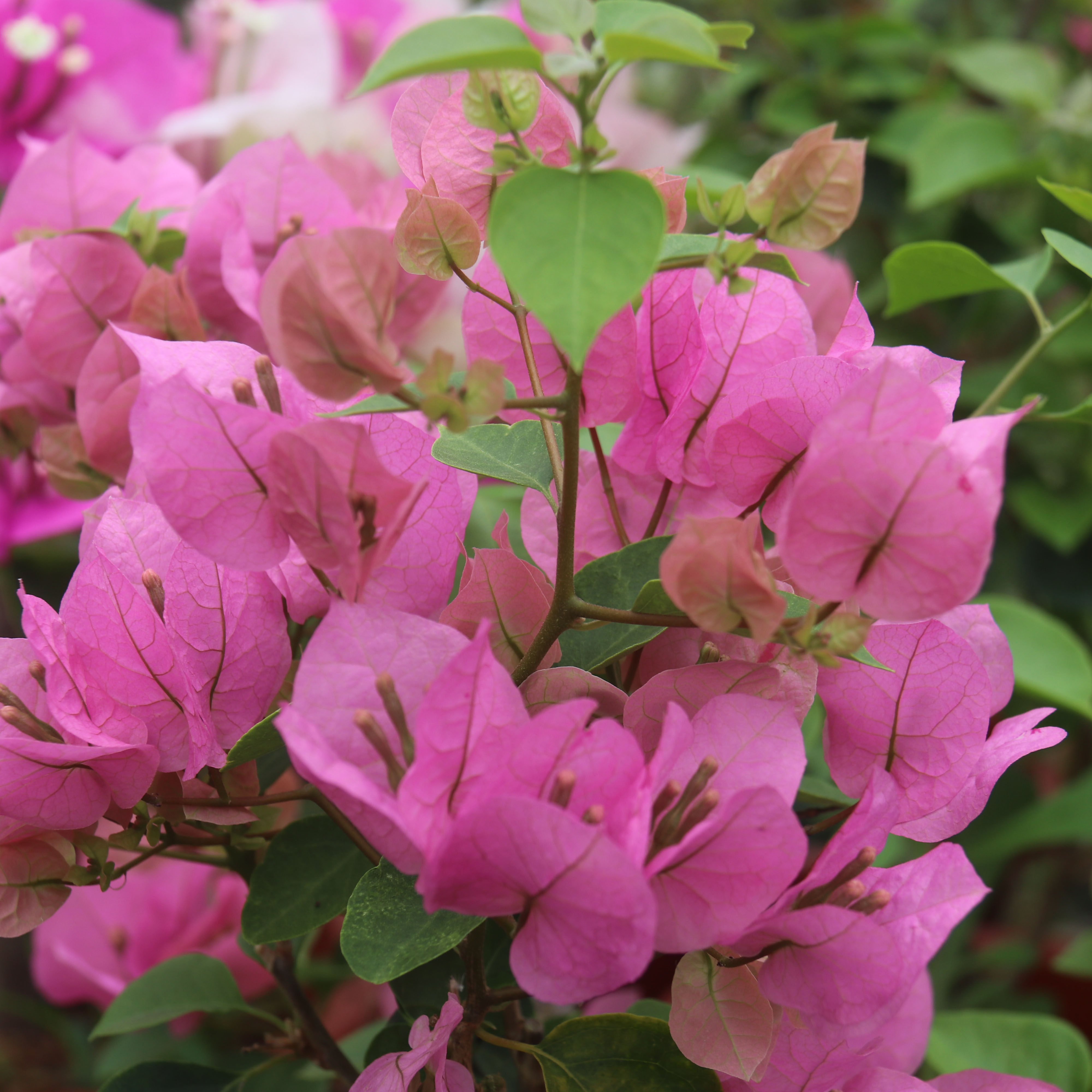 三角梅 牙买加粉/红粉佳人 阳台绿植喜阳庭院开花植物