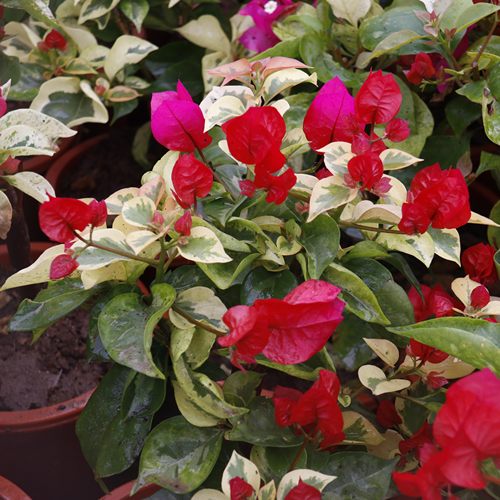 漫野花卉|三角梅 拉菲泰 扦插苗带花发货阳台庭院喜阳