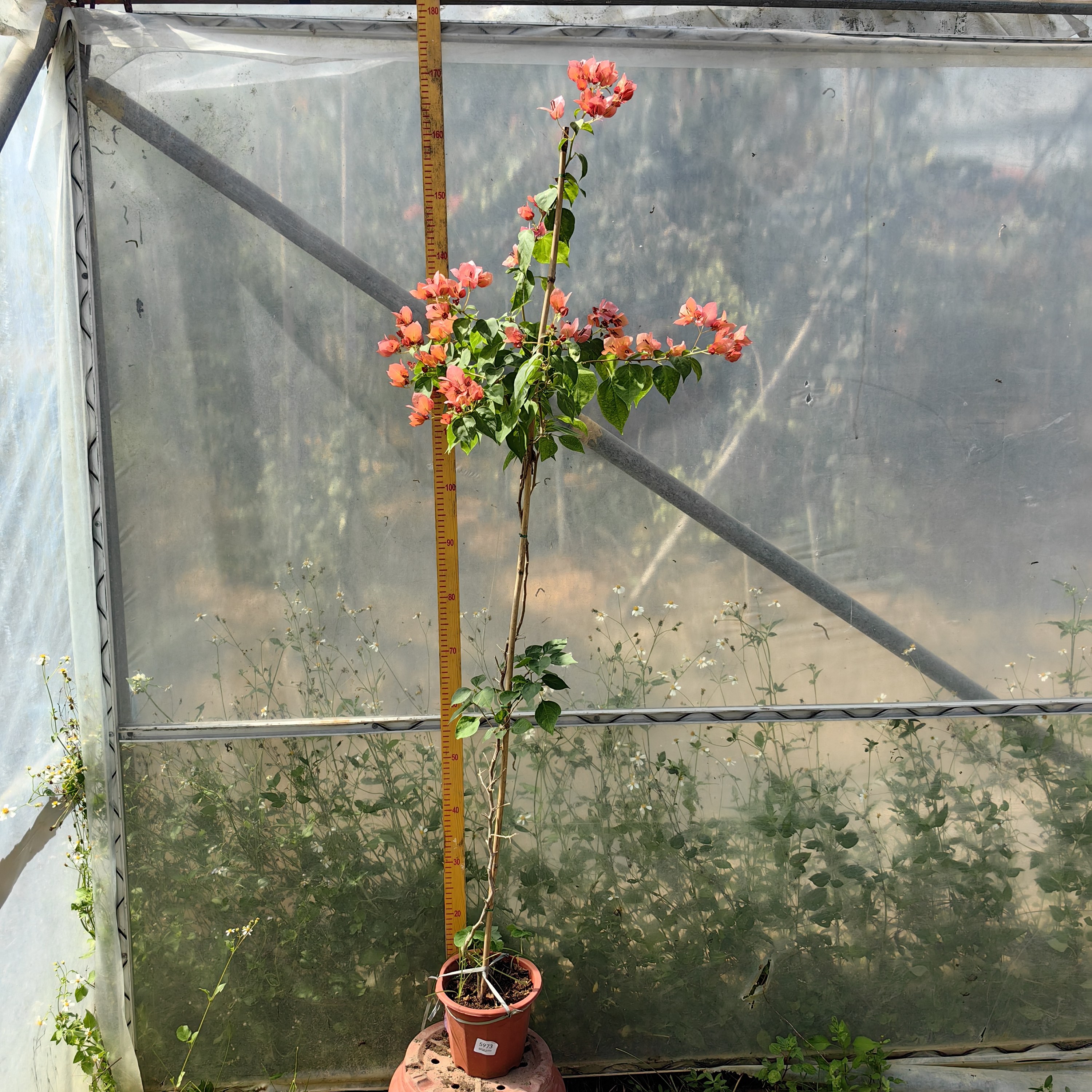 三角梅细高飘一物一拍10.23运输会掉花掉叶子换盆没售后