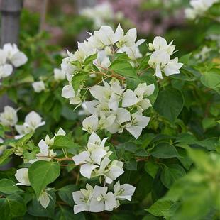 三角梅青苹果 白花勤花品种阳台开花植物扦插苗 暗斑白