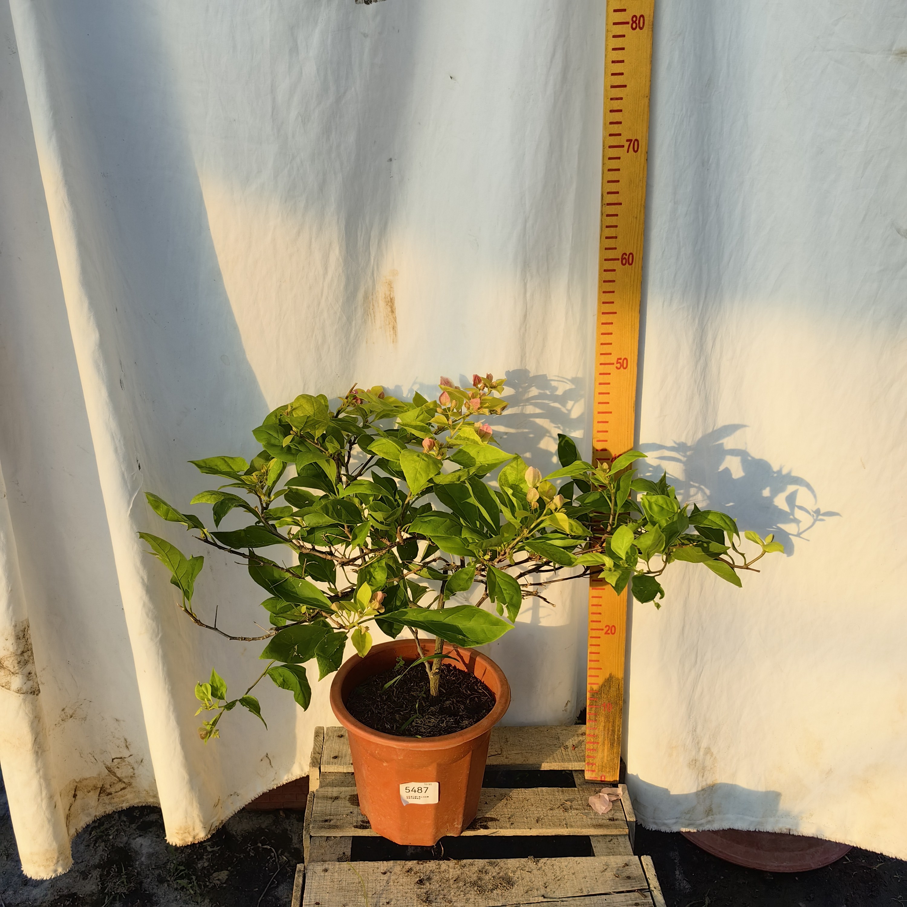 三角梅一物一拍10.20运输会掉花掉叶子换盆没售后