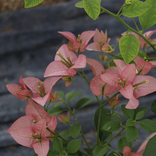三角梅 卡亚塔 阳台花苗花卉四季阳台开花植物盆栽庭院