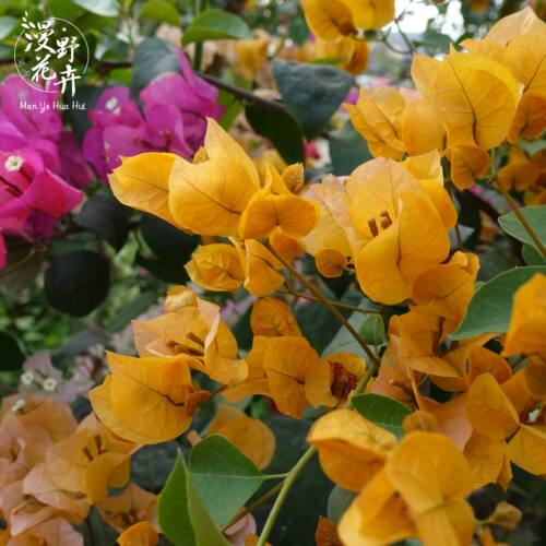 花卉三角梅扦插苗植物加州黄金