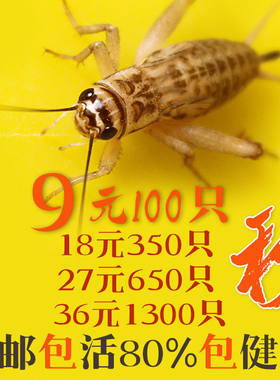 蛐蛐蟋蟀活物白蟋蟀油葫芦双斑针头蟋蟀活体饲料鱼鸟蜘蛛爬虫活食