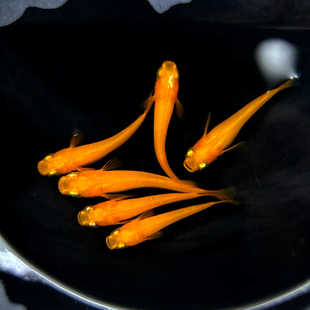 红帝青鳉观背青鳉红帝星光球体红色观赏青鳉鱼可孵化鱼卵