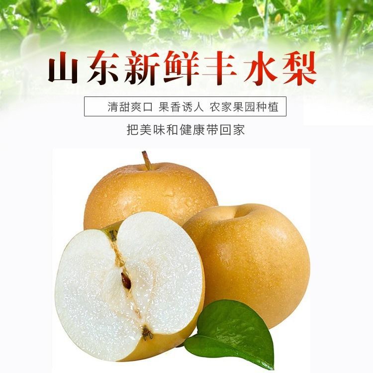 山东丰水梨 脆甜新鲜水果产地酥脆梨发梨子包邮