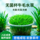 牛毛水草密爬成毯无菌杯铺底草坪阴性前景草无菌无藻无螺