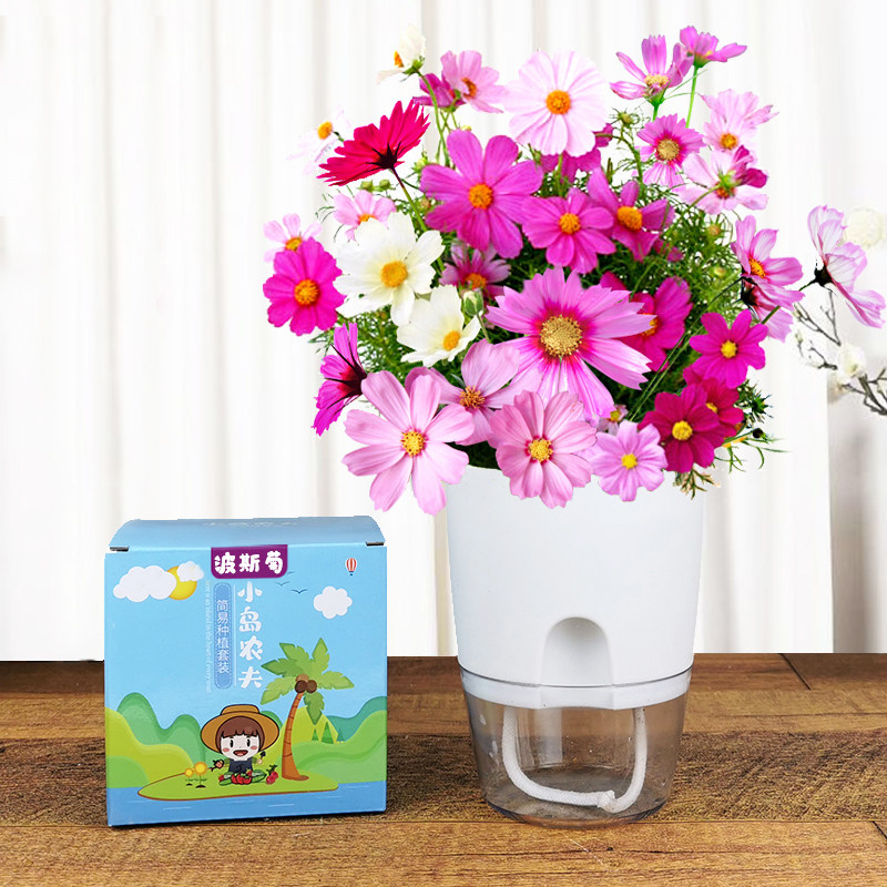 小花农价格 小花农图片 星期三