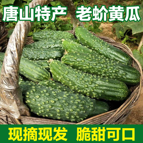 遵化特产黄瓜无农药无公害