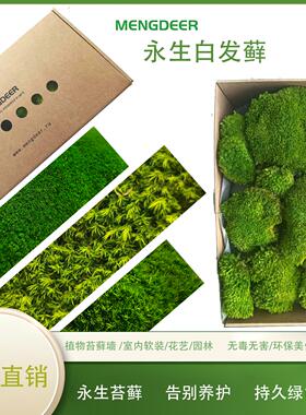 永生白发藓苔藓植物造景室内无需养护不易褪色绿色苔藓墙桌面摆件