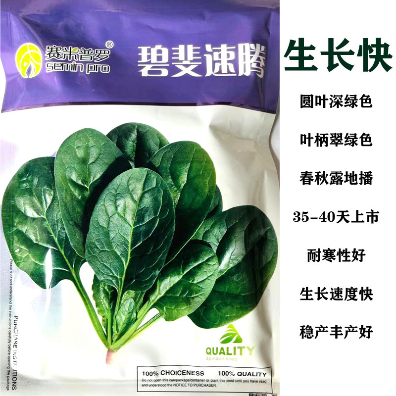 圆叶菠菜种子高产生长速度快口感