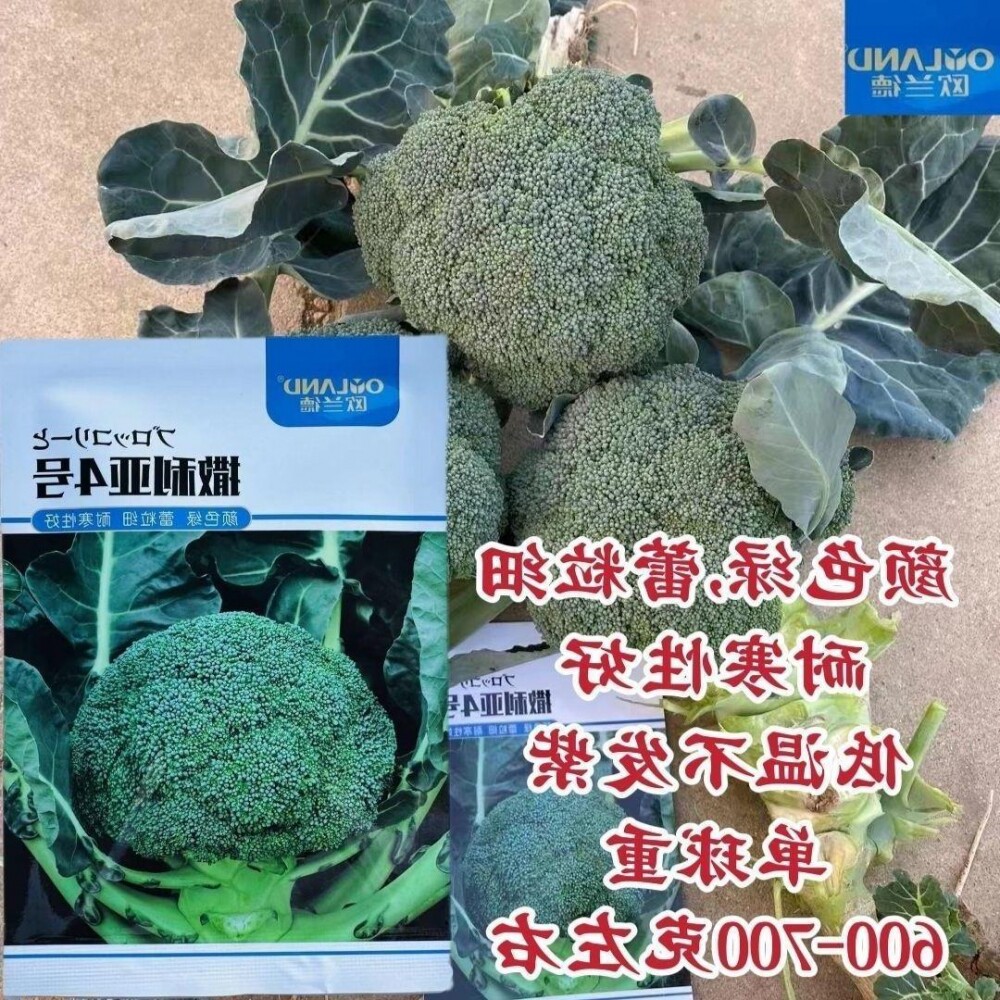 欧兰德种子撒利亚4号西兰花种子耐寒青花菜西蓝花种子颜色绿