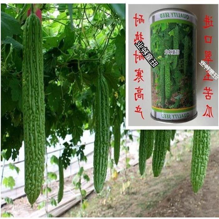 荷兰翠玉苦瓜种子蔬菜疙瘩