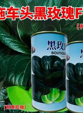 拖车头黑玫瑰青梗菜种子耐寒黑叶油菜籽阳台盆栽四季播矮脚蔬菜种