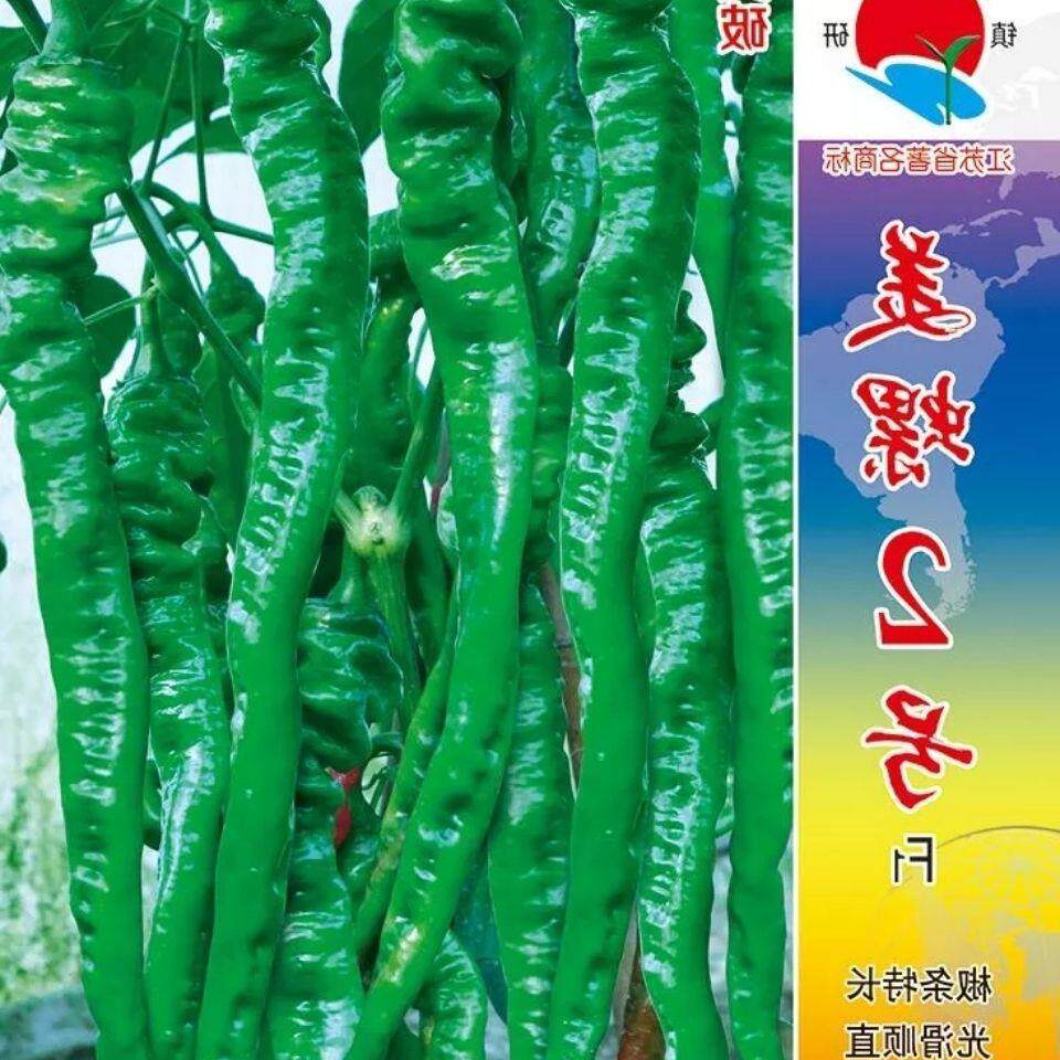 镇研美螺2号辣椒种子长线螺丝椒