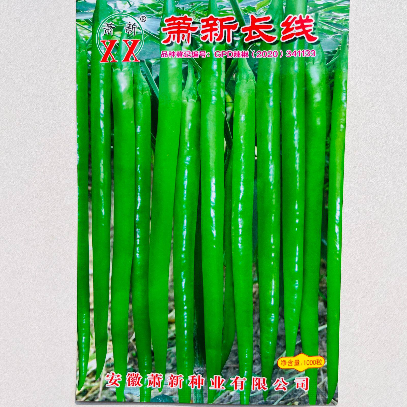 萧新长线辣椒种子早熟香辣线椒种籽春秋四季蔬菜种孑秋冬大棚种植