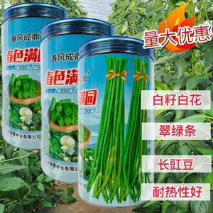 春色满园豆角种子早熟白籽白花翠绿长豇豆荚长肉厚高产无筋豆角籽