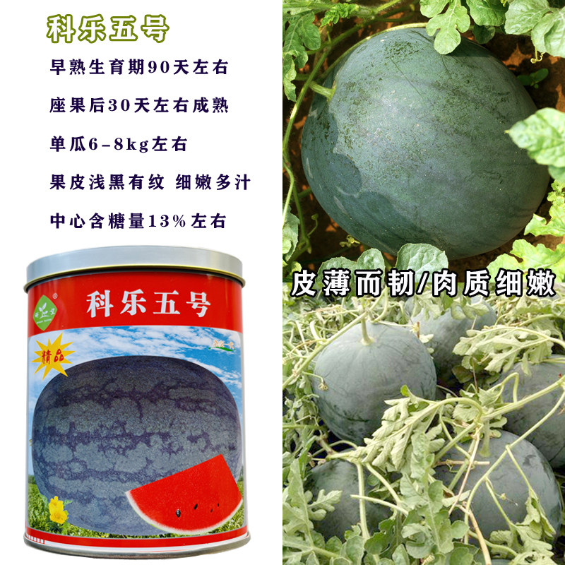浅黑皮红壤麒麟西瓜种子春秋播四