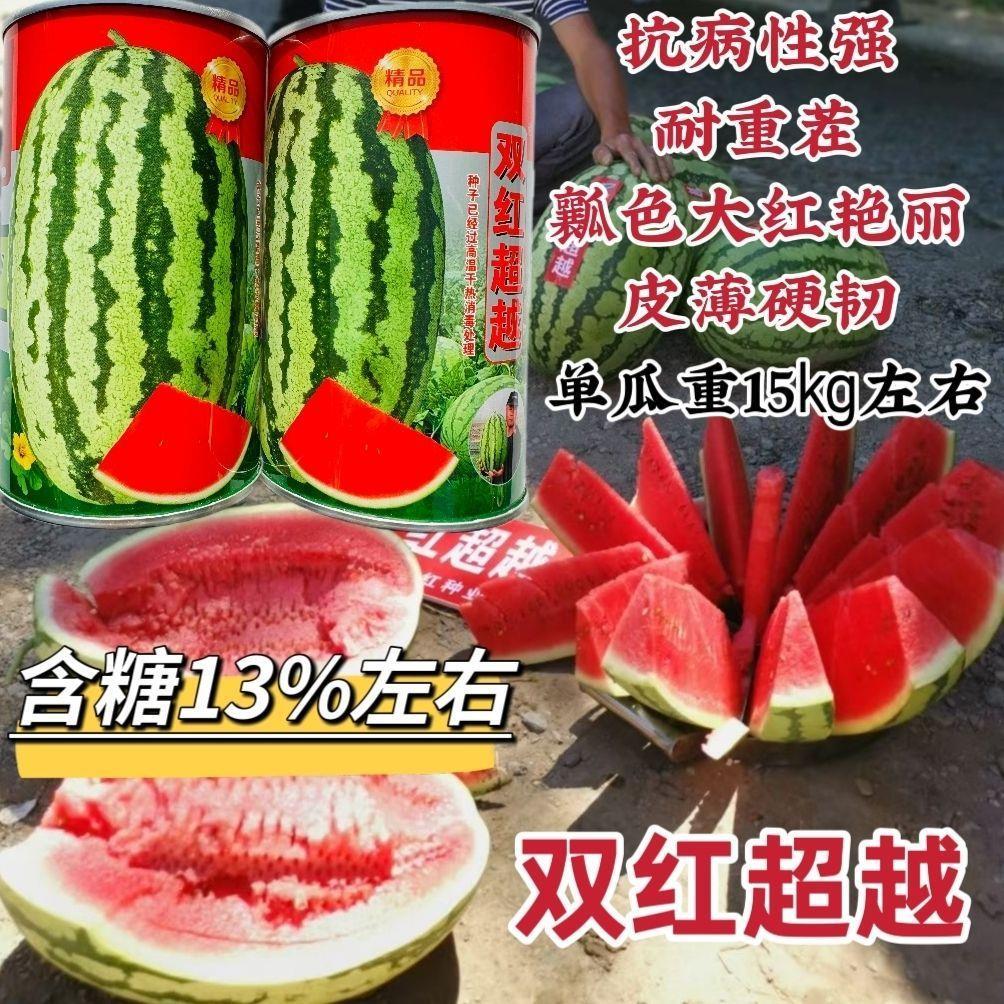 永江双红超越西瓜种子大果