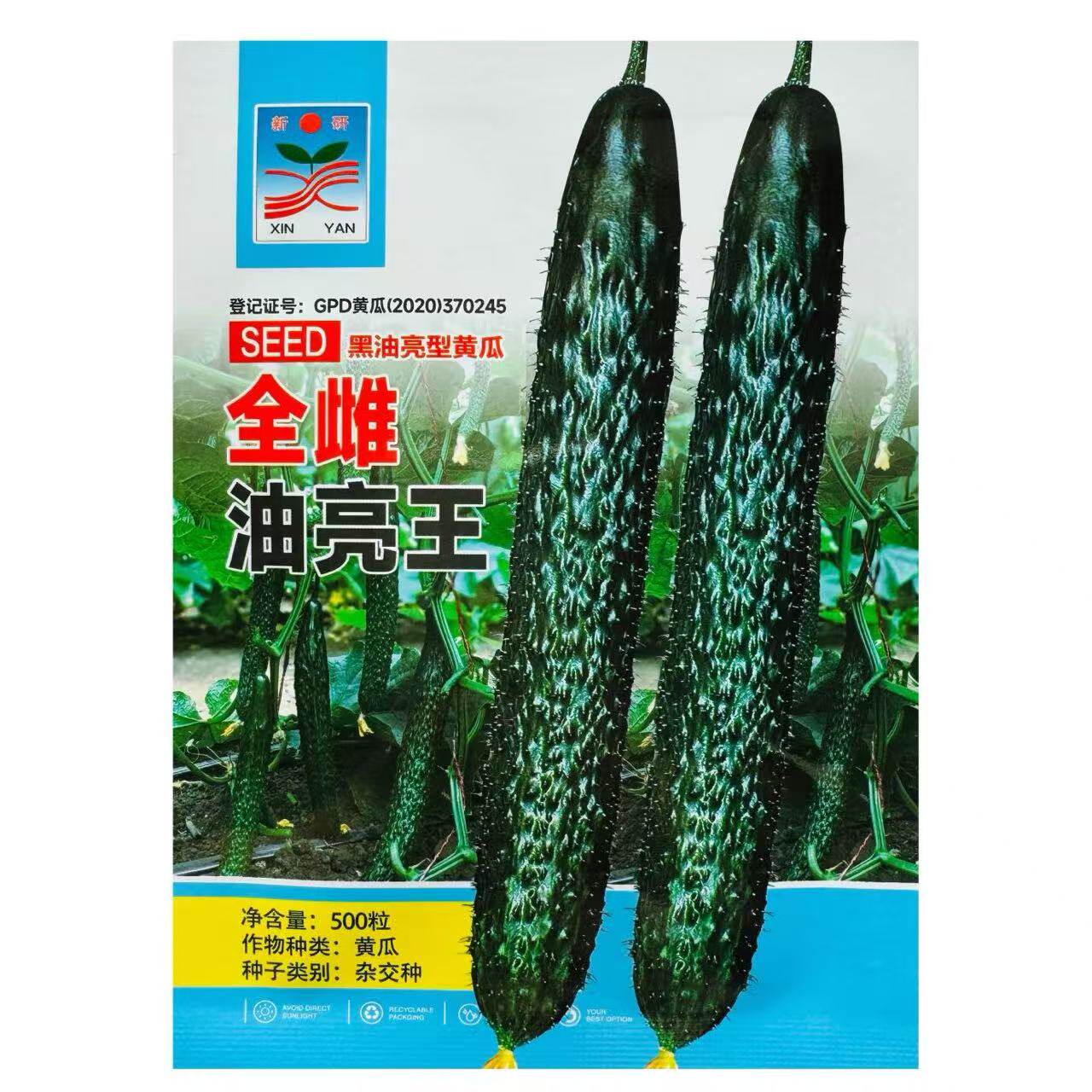 全雌油亮王黄瓜种子农家春秋播黑油亮型黄瓜种籽早熟杂交蔬菜种孑