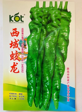 KBT西域蛟龙神龙6号辣椒种子早熟薄皮螺丝椒特辣厚肉春秋大果陇椒