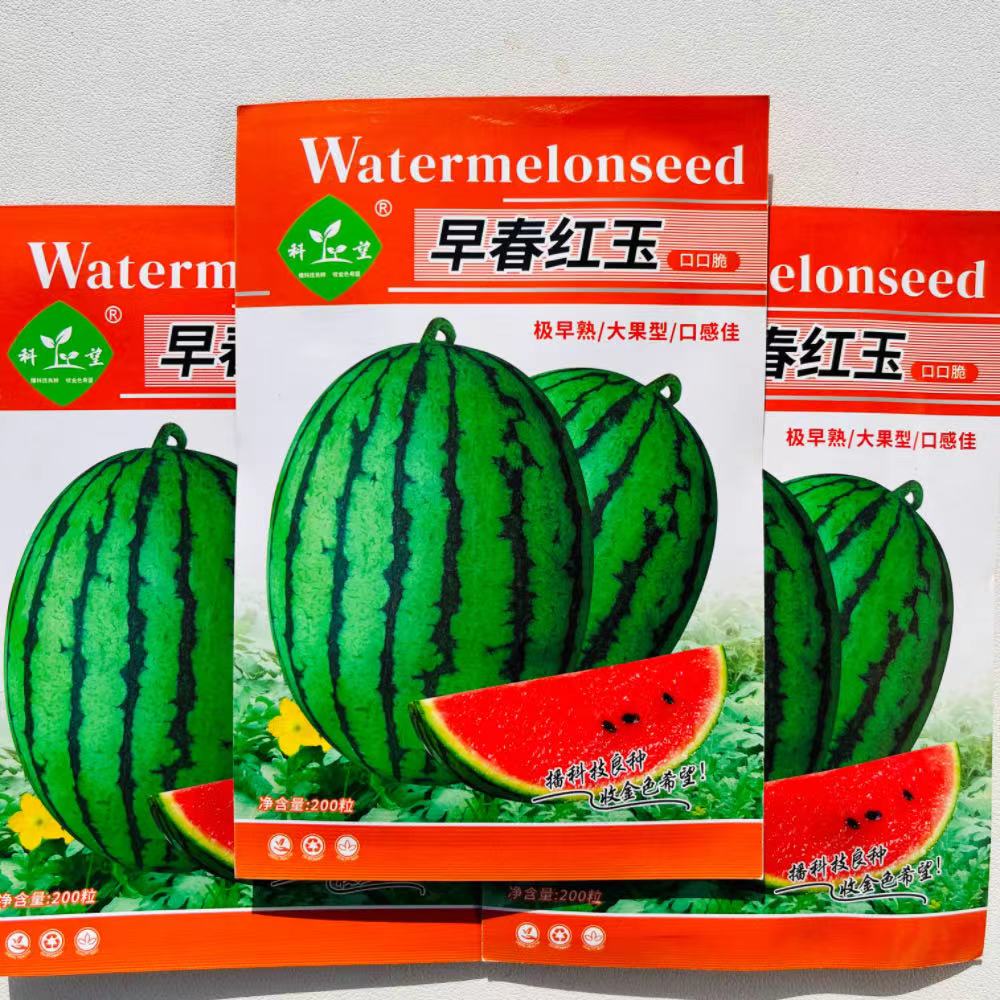 早春红玉西瓜种子早熟礼品小西瓜籽椭圆形薄皮高糖耐贮运大田西瓜