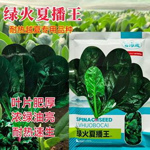 绿火夏播王菠菜种籽耐热耐寒厚肉菠菜籽种高产青菜大叶波菜种子孑